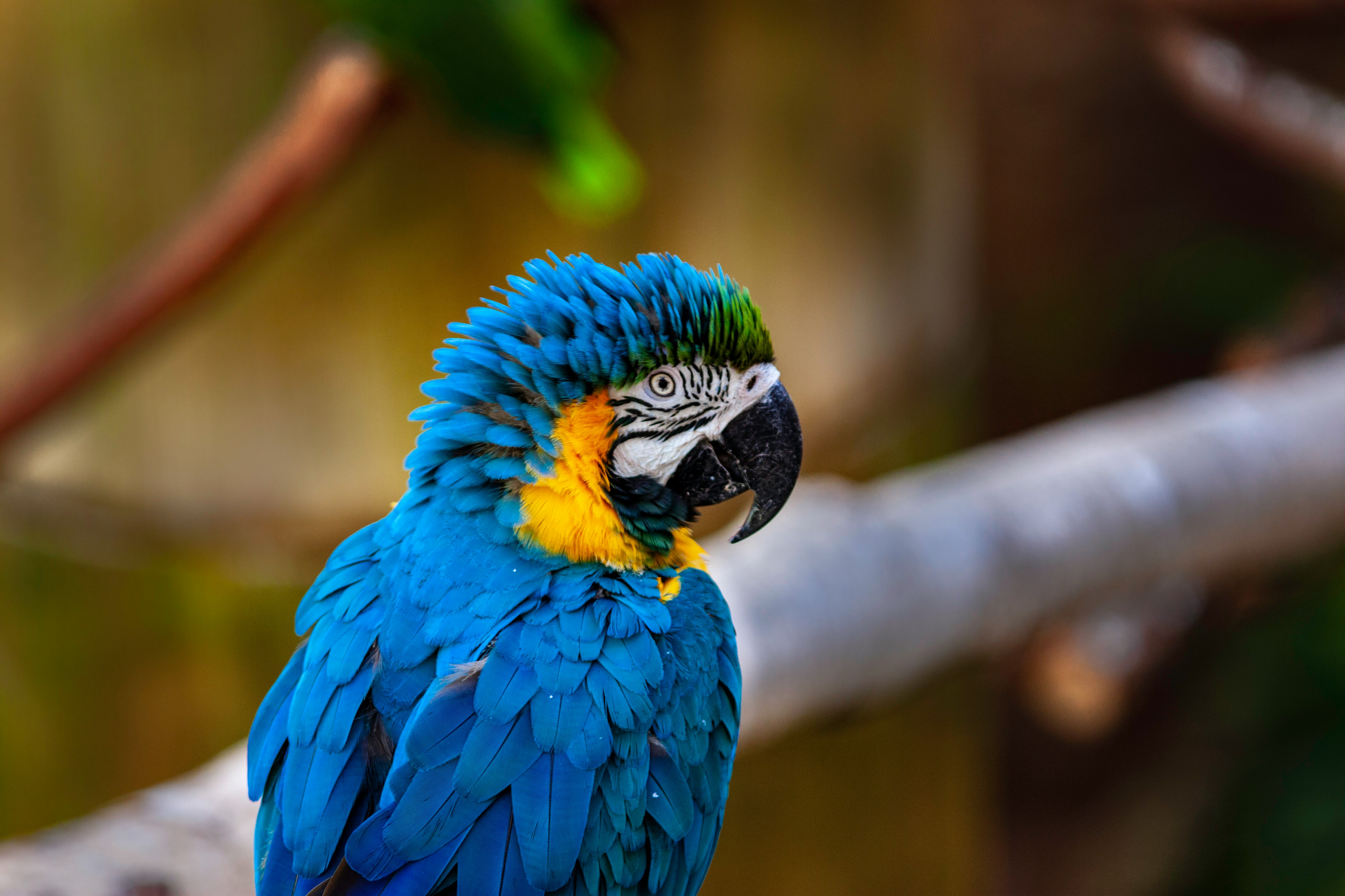 view of blue-and-yellow macaw